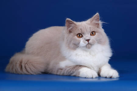 Kat op een blauwe achtergrond
