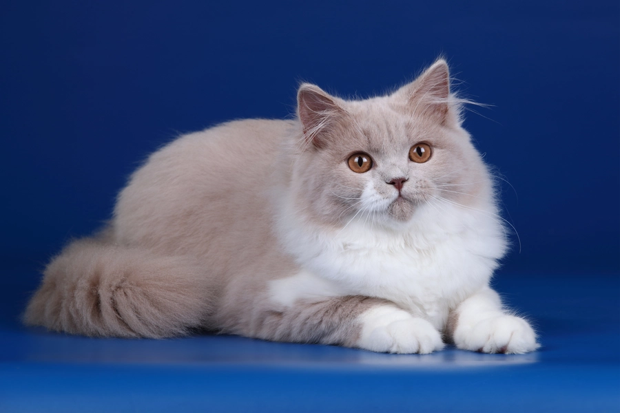 Katze auf blauem Hintergrund
