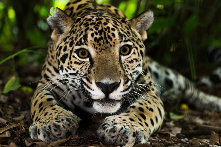 Ormandaki Jaguar
