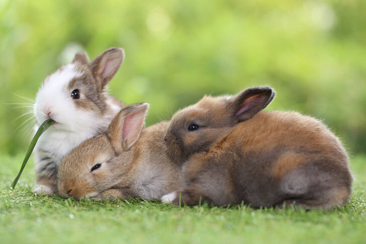 Conigli sull'erba