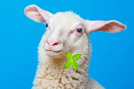 Porträtt av ett lamm