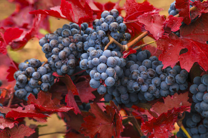 Blauwe druiven in rode bladeren