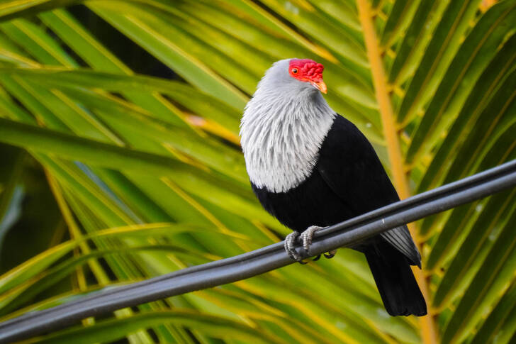 Seychelles blue pigeon