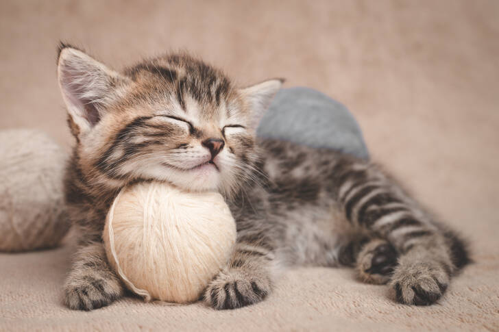 Slapende kitten met bollen garen