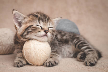 Sleeping kitten with balls of yarn