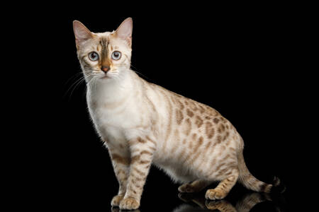Vit Bengal katt