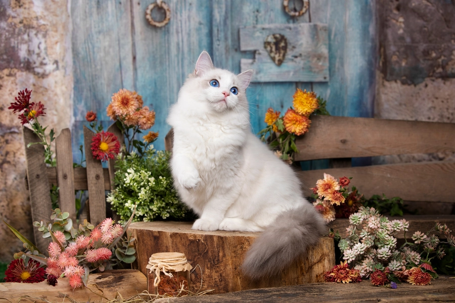 Кот рэгдолл