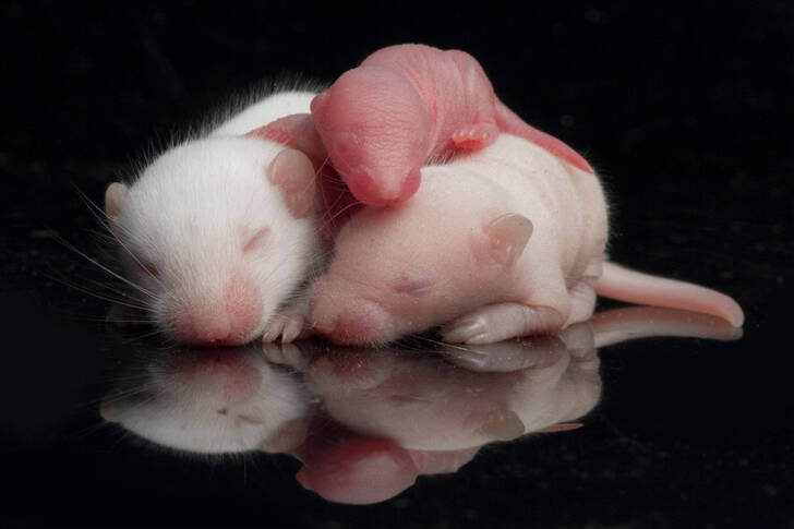 Cuccioli di topo su sfondo nero