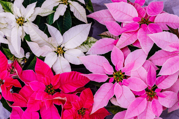 Multicolored poinsettias