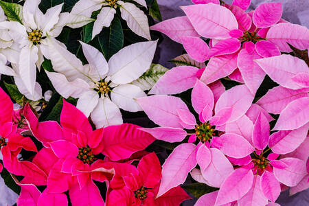 Bunga Poinsettia Berwarna-warni