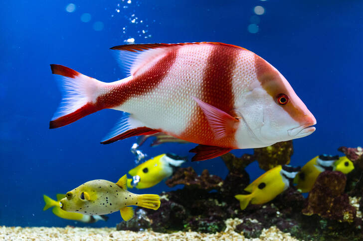 Fish in an aquarium