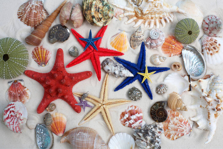 Starfish and seashells on the sand