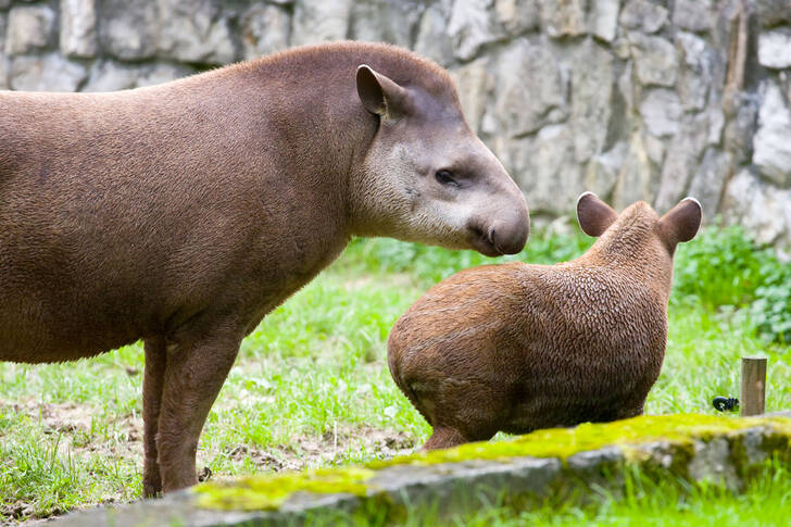 South American tapirs