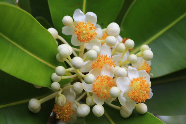 Tamanu flower