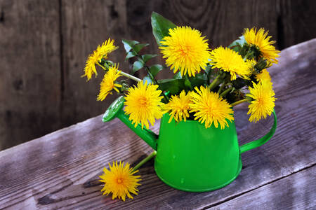 Dandelion di kaleng penyiram