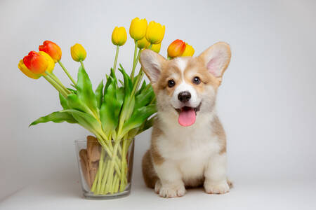 チューリップの花束を持ったコーギーの子犬