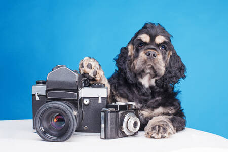 Cocker Spaniel-hvalp med retro kamera