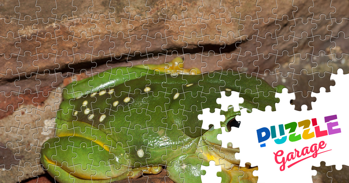 Australian Tree Frog Jigsaw Puzzle (Animals Amphibians) Puzzle Garage Australian Tree Frog Jigsaw Puzzle (Animals Amphibians) Puzzle Garage