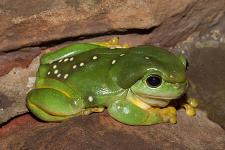 Australian Tree Frog