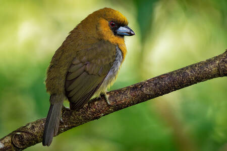Tooth-billed Toucan Barbet