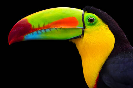 Tucano de bico arco-íris