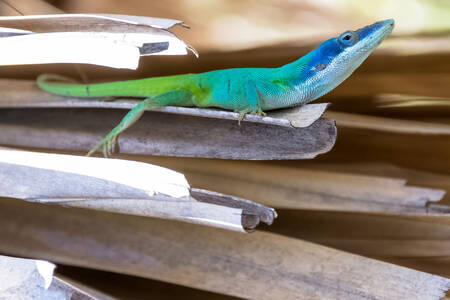 Lizard Anolis allisonii