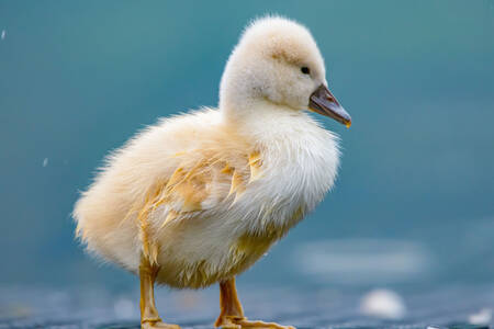 Baby swan