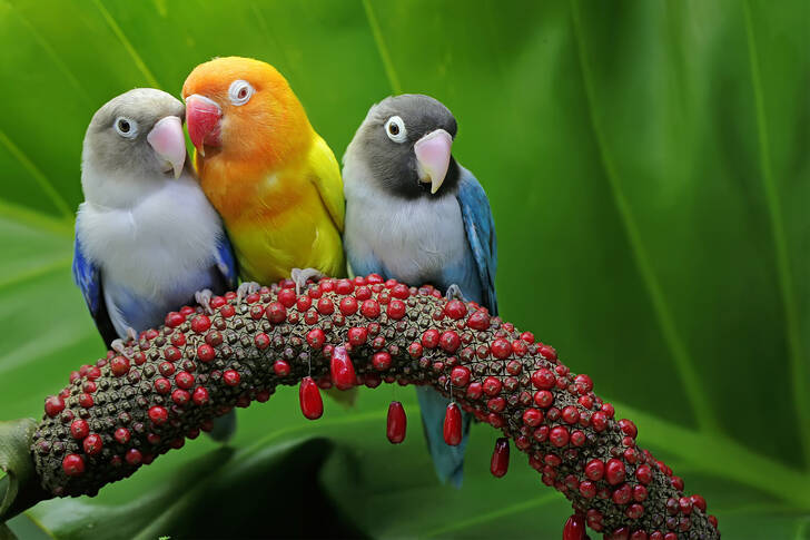 Lovebirds on a flower stem
