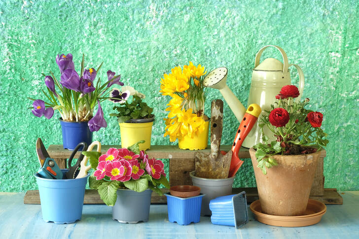 Gartenblumen und Werkzeuge auf dem Tisch