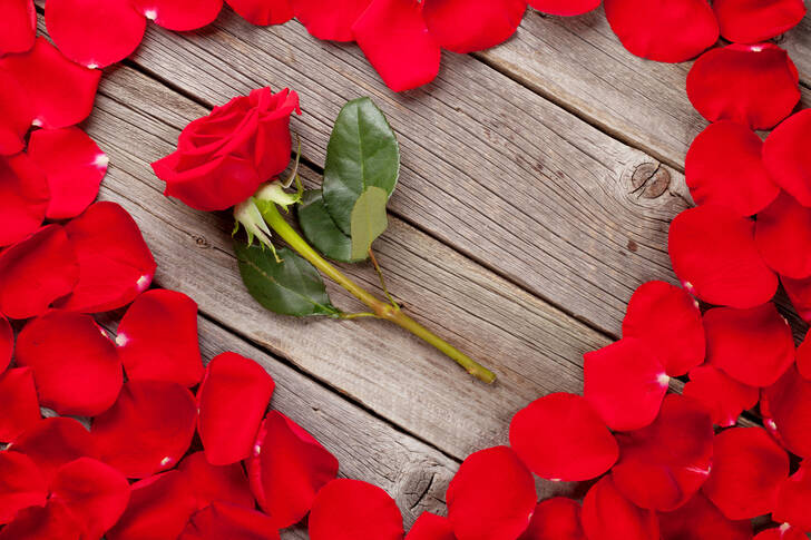 Rose in a heart of petals