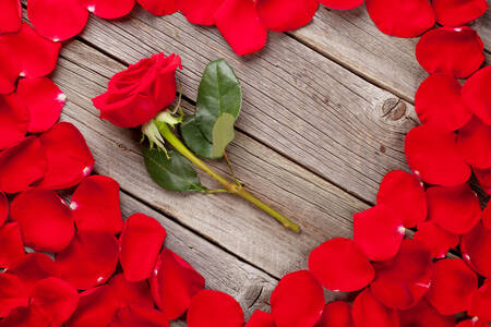 꽃잎 속 하트에 있는 장미