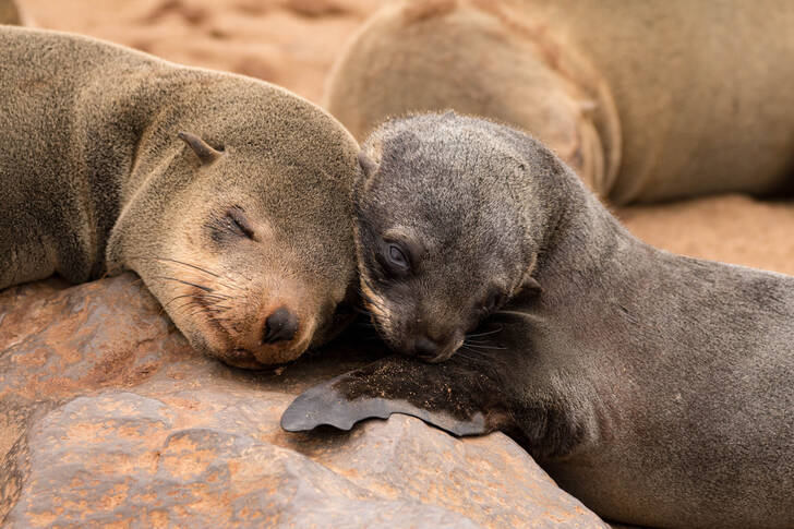Deux otaries qui dorment