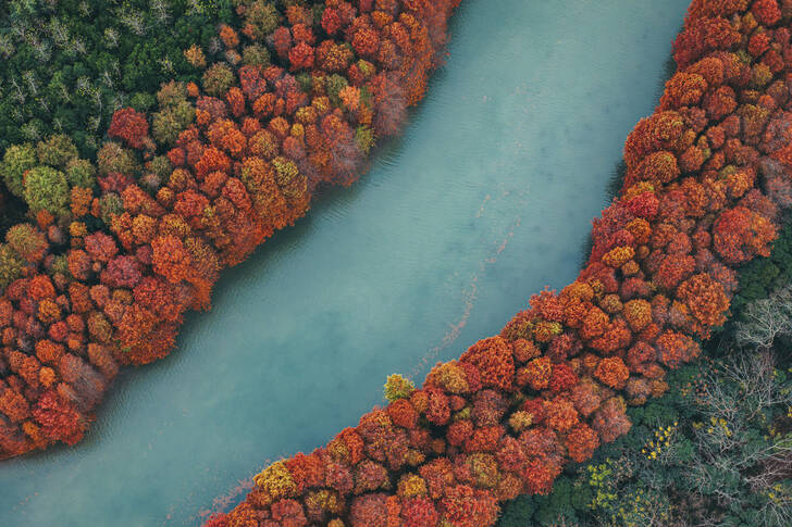 Aerial view of autumn forest