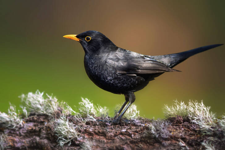 الشقراق الأسود