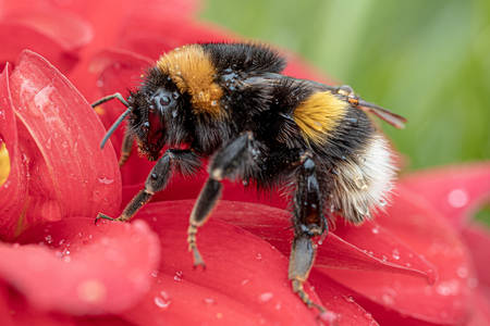 Bumblebee pe o floare