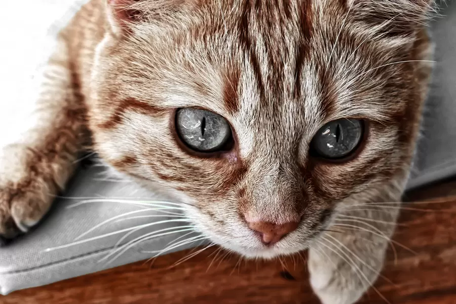 Коте джинджифил