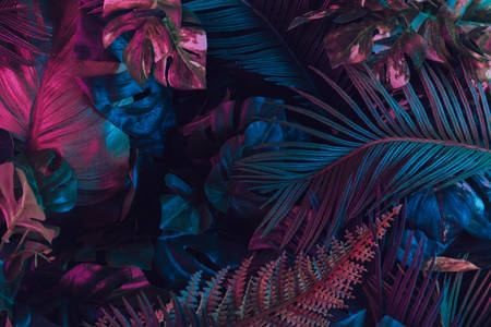 Abstraction from tropical leaves