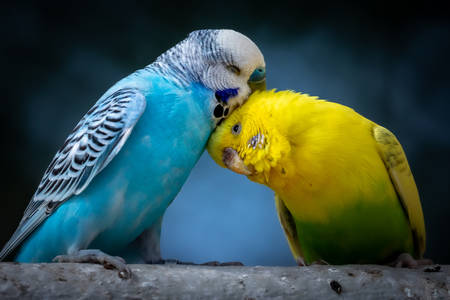 インコのペア