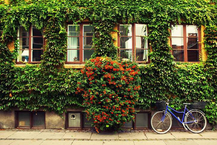 Ivy-covered facade