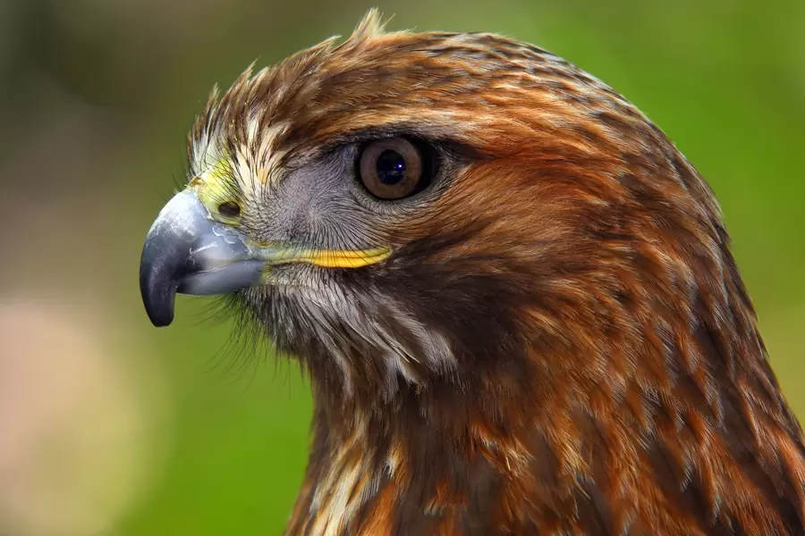 Roodstaartbuizerd