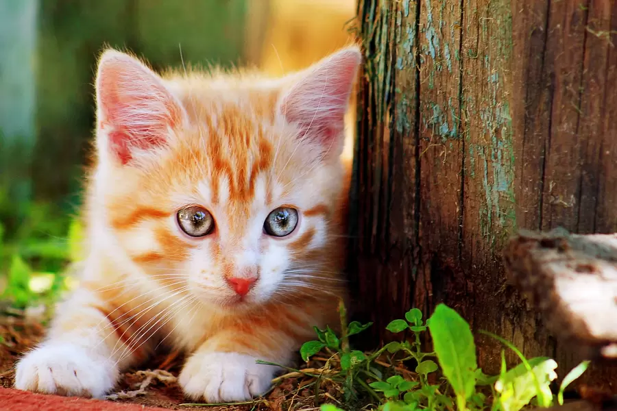 Anak kucing jahe di dekat pohon