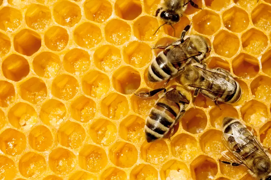 Les abeilles