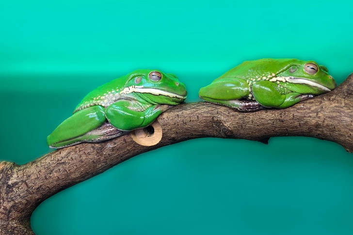 Australian tree frogs on a branch