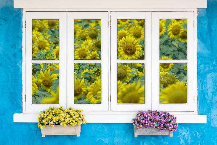 Window overlooking the sunflowers