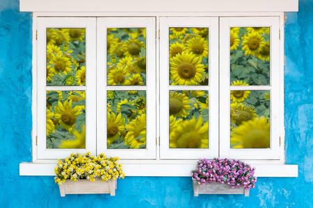 Fönster med utsikt över solrosorna