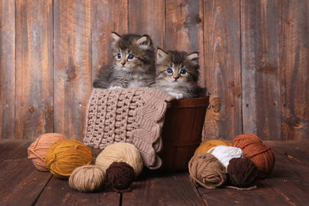 Kittens in een mand