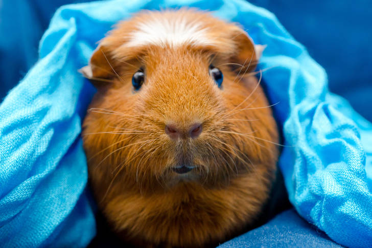 Guinea pig under a blue blanket