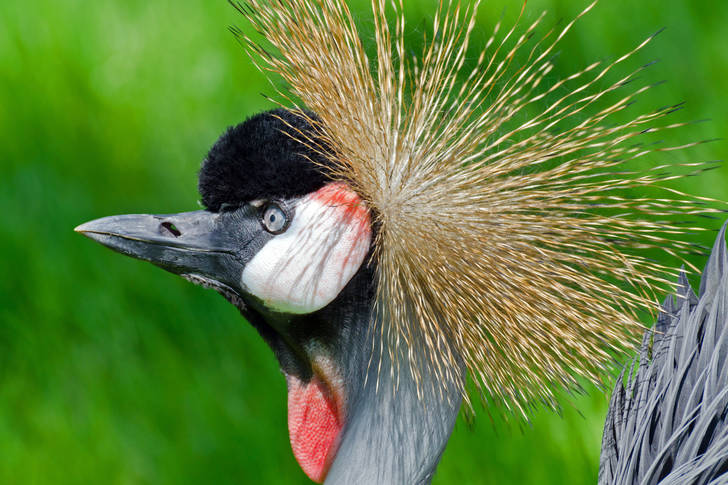 Crowned crane close up