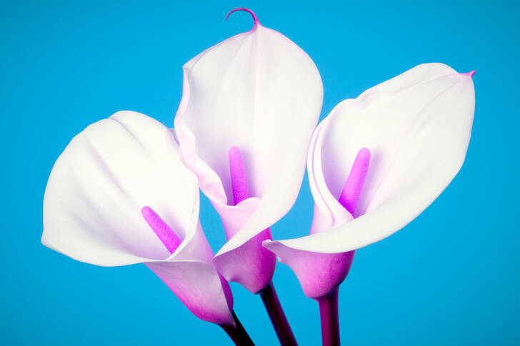 Callas on a blue background