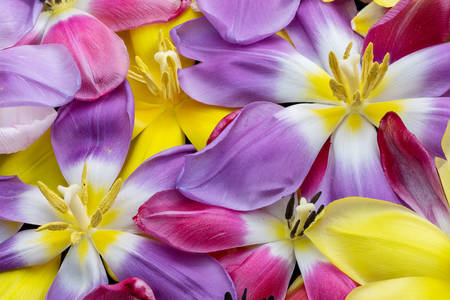 Colorful petals